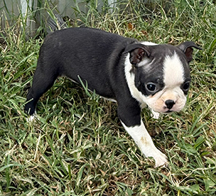 Stella