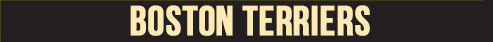 Boston Terriers